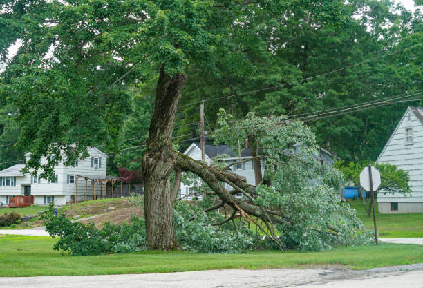 Best Tree Health Inspection  in Aberdeen, IN