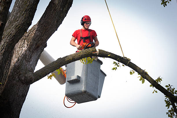 Reliable Aberdeen, IN Tree Removal Solutions