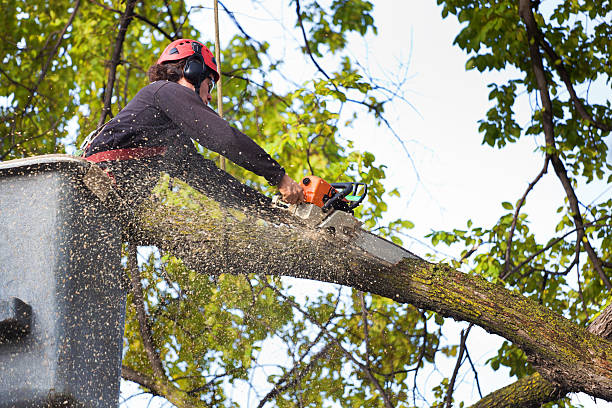 Best Lawn Mowing  in Aberdeen, IN